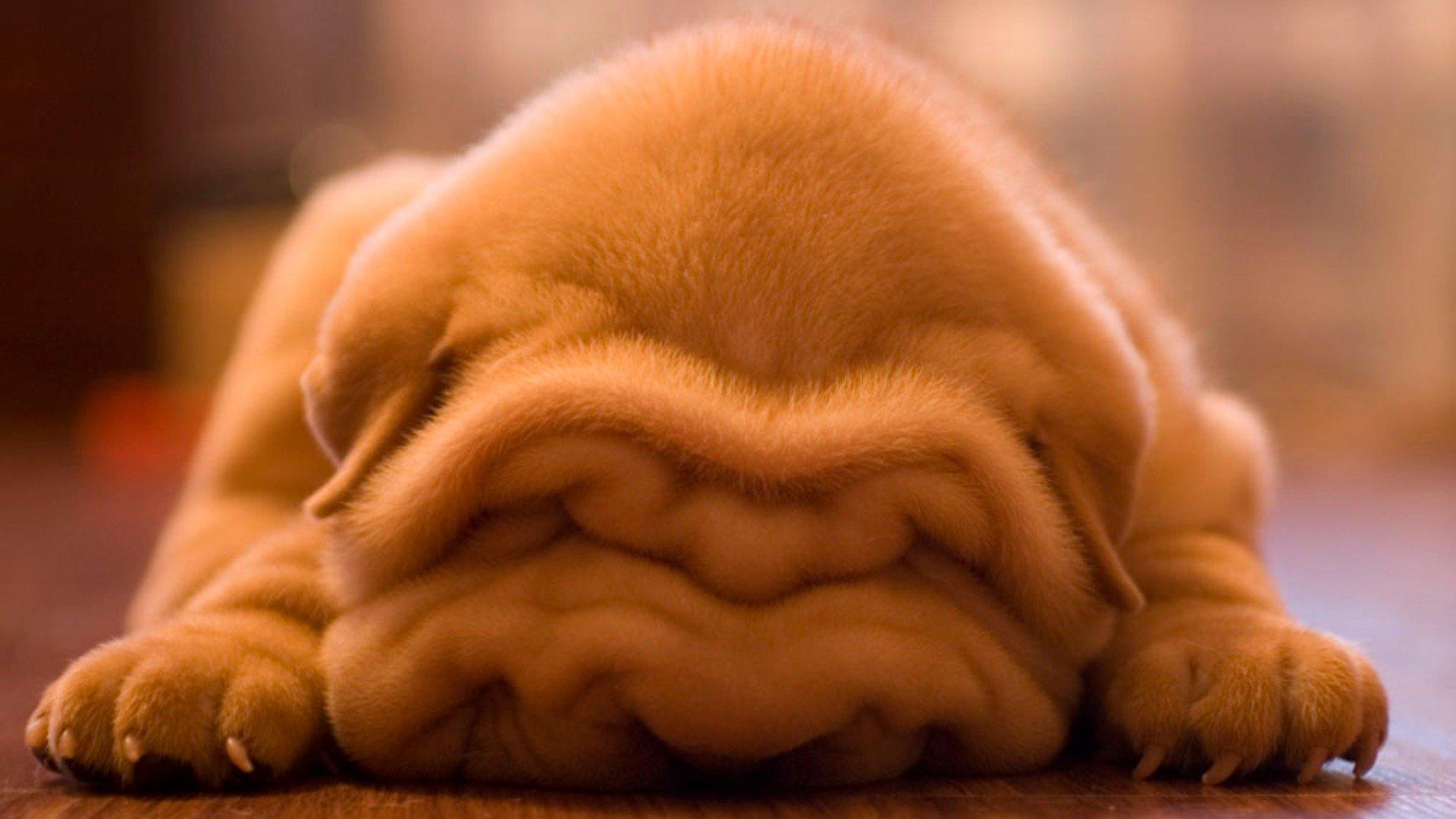 1920x1080 Shar Pei wallpaper 1920x1080 Full HD (1080p) desktop background