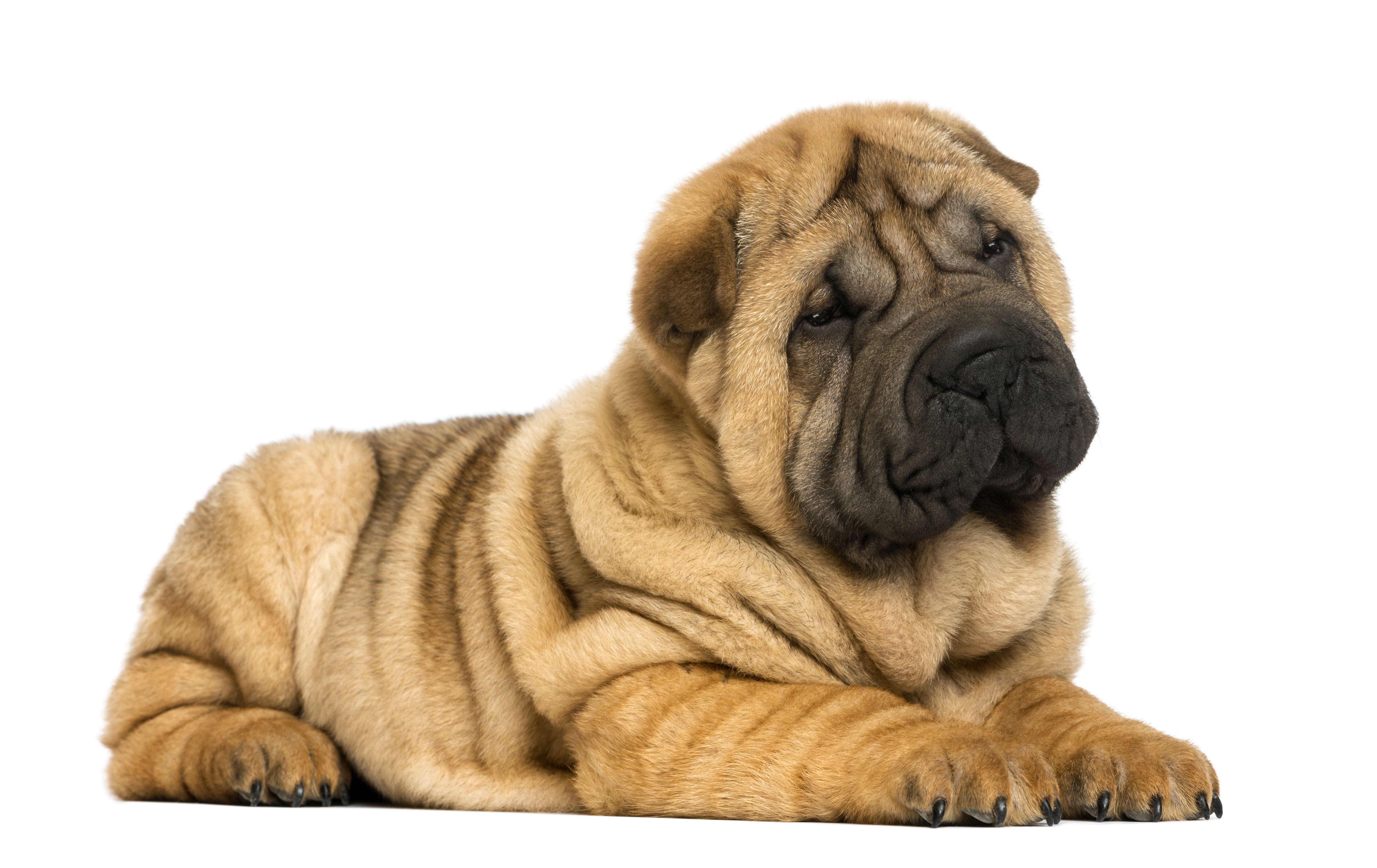 6545x4124 Photos Shar Pei Dogs animal White background 6545x4124