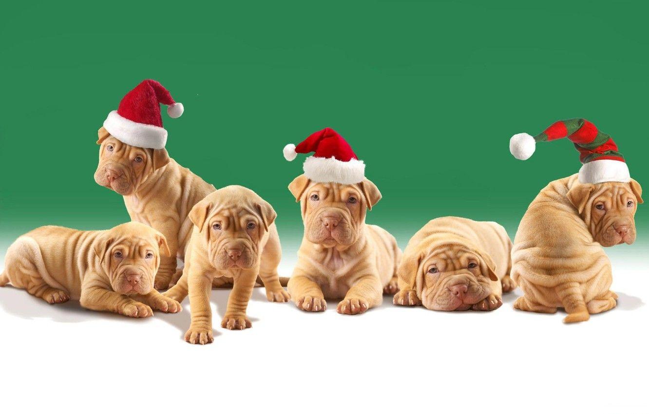 1332x850 Wallpaper dogs, puppies, Christmas hats, shar pei image for desktop, section собаки