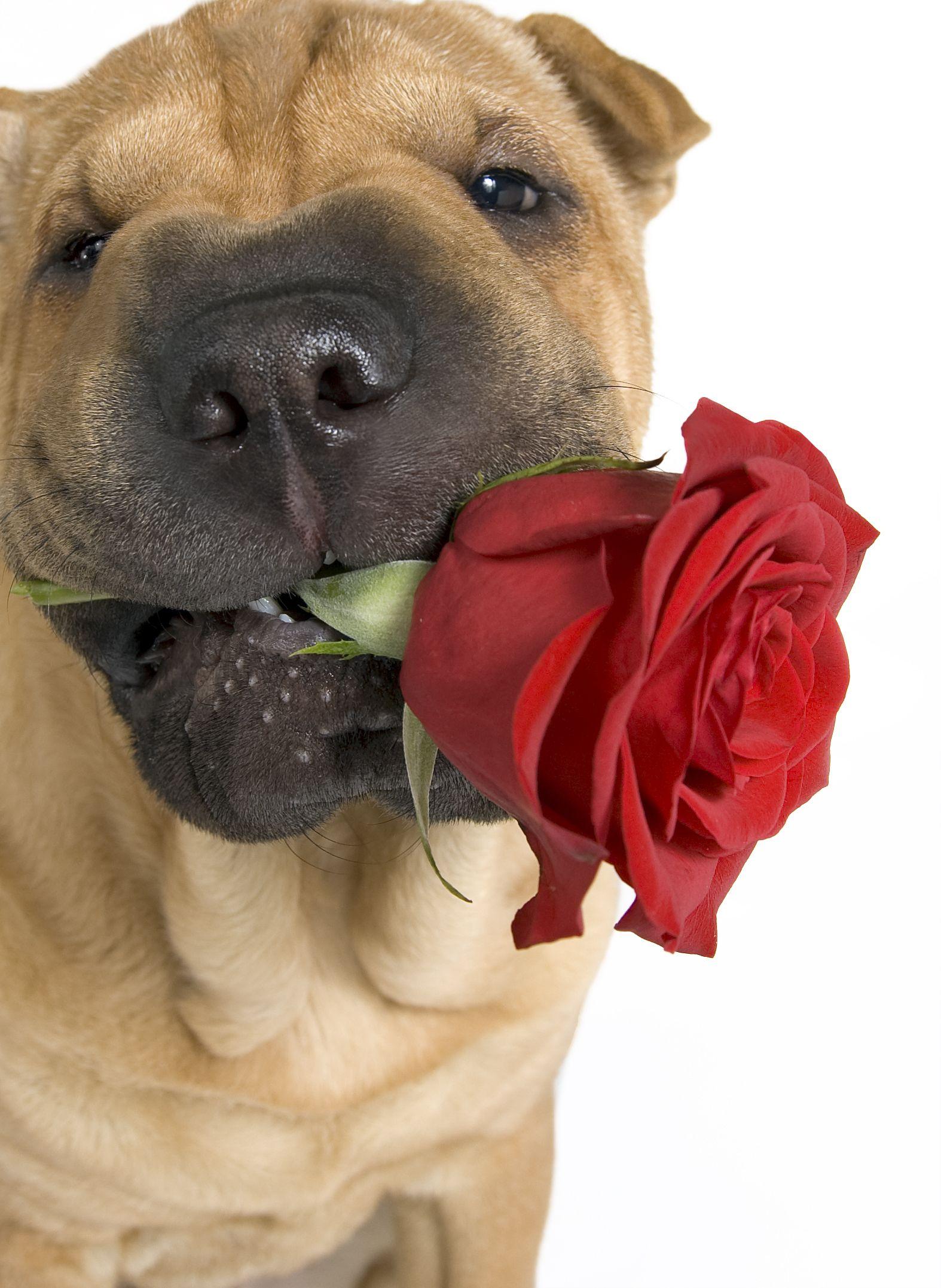 1574x2154 Shar Pei dog with cute rose photo and wallpaper. Beautiful Shar Pei dog with cute rose picture