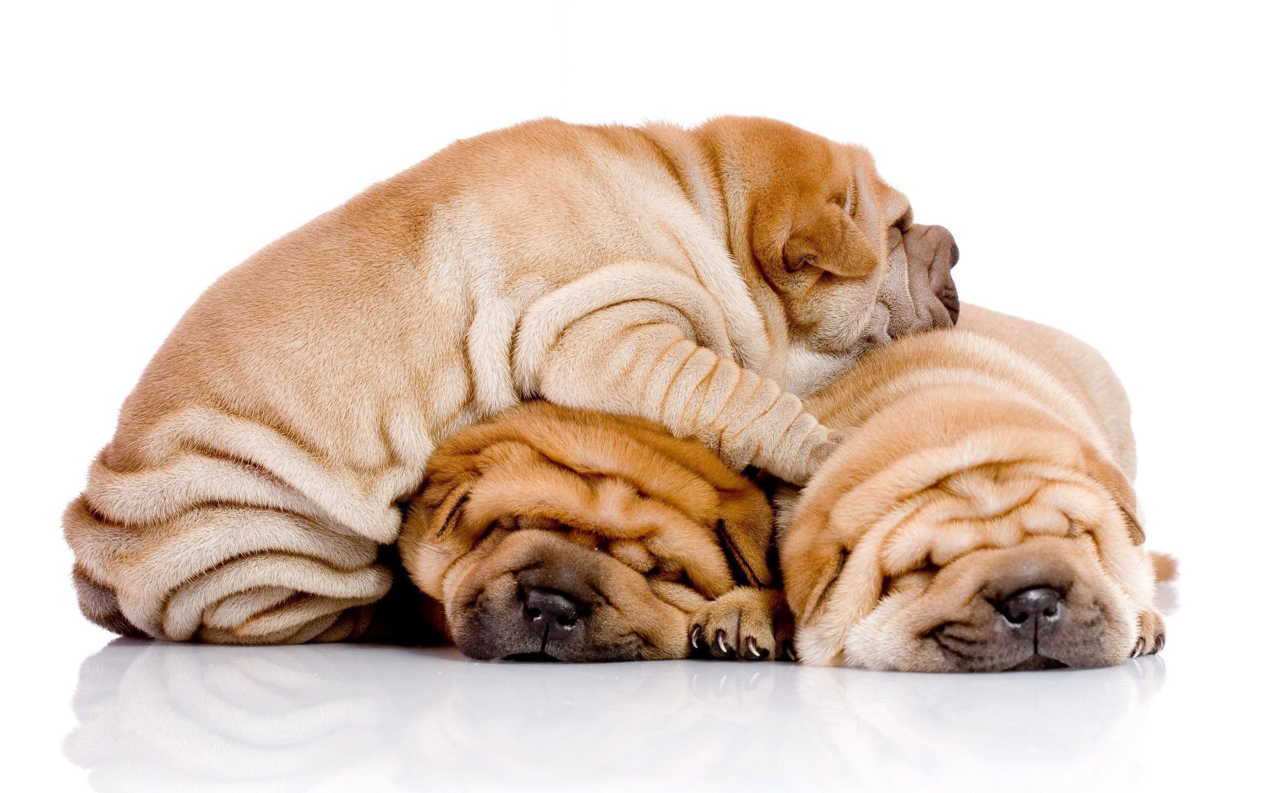 2560x1600 Shar Pei Wallpaperx1600