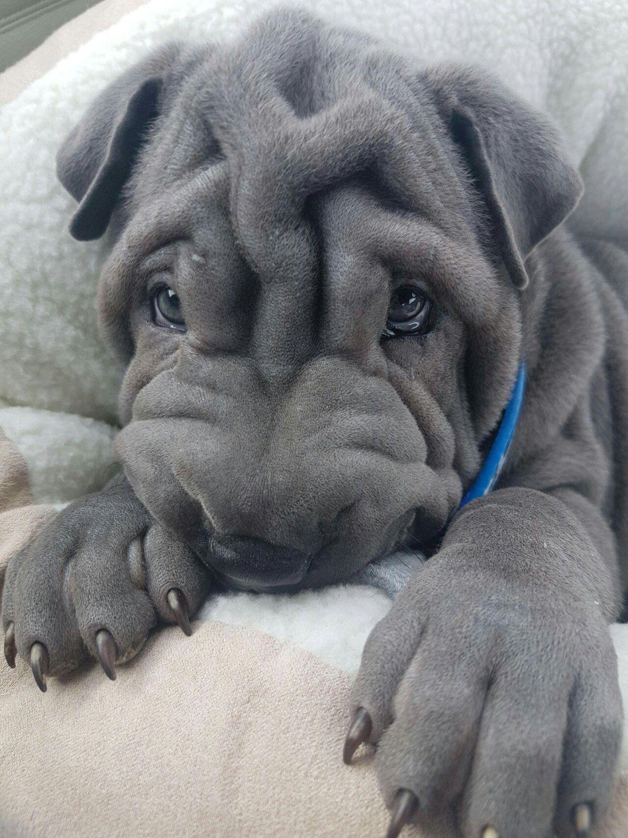 1280x1707 So cute. Cute little animals, Cute animals, Cute baby animals