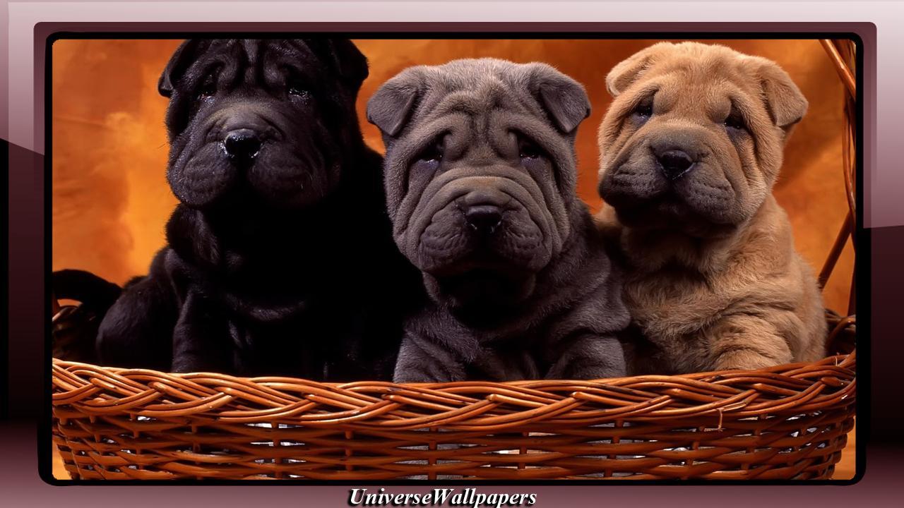 1280x720 Shar Pei Wallpaper for Android