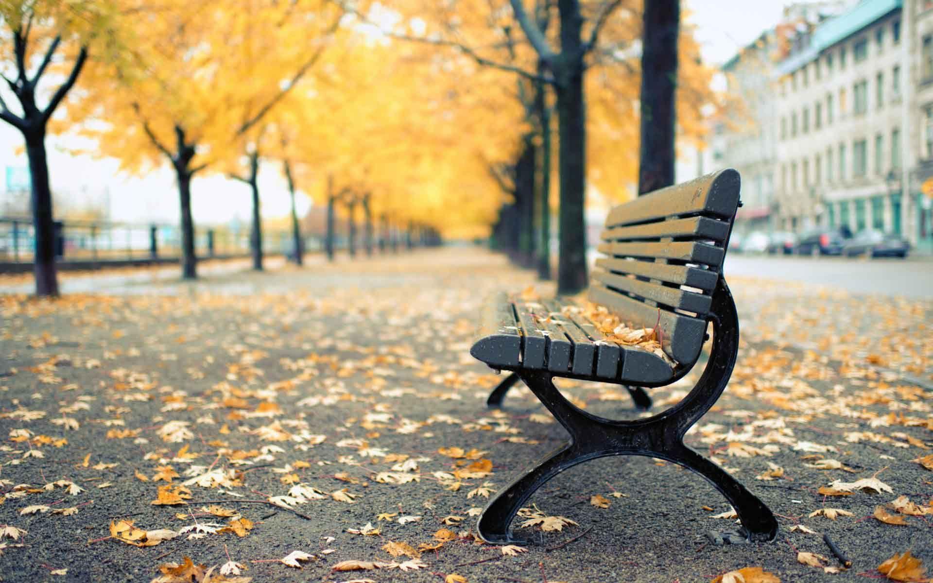 87701 Park Bench Photos and Premium High Res Pictures  Getty Images