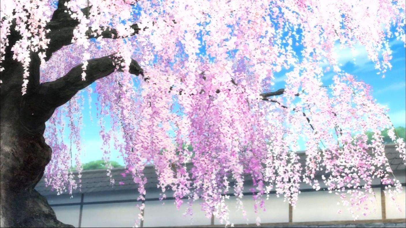 1408x791 Cherry Blossom Wallpaper Anime PNG