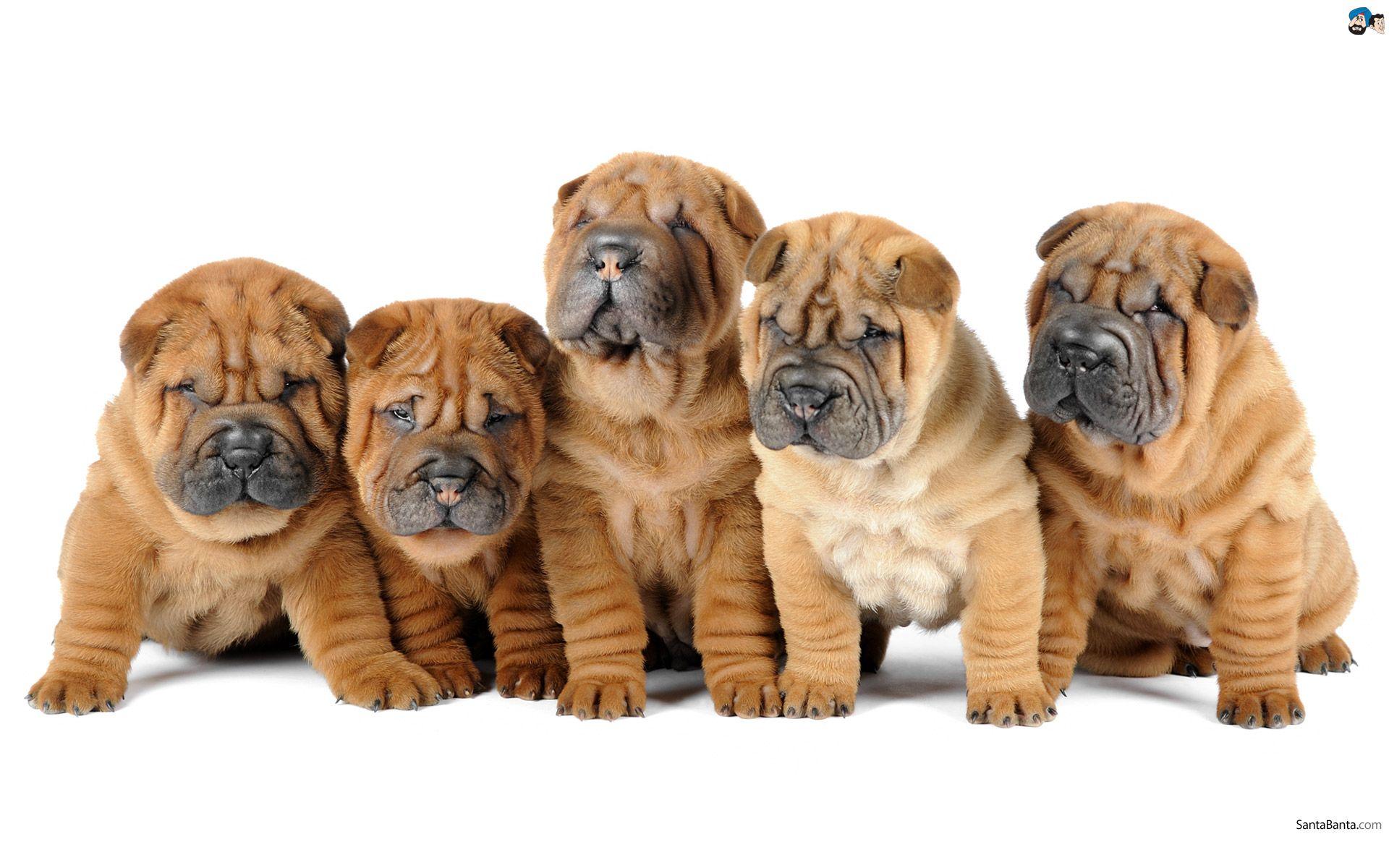 1920x1200 Shar Pei Puppies