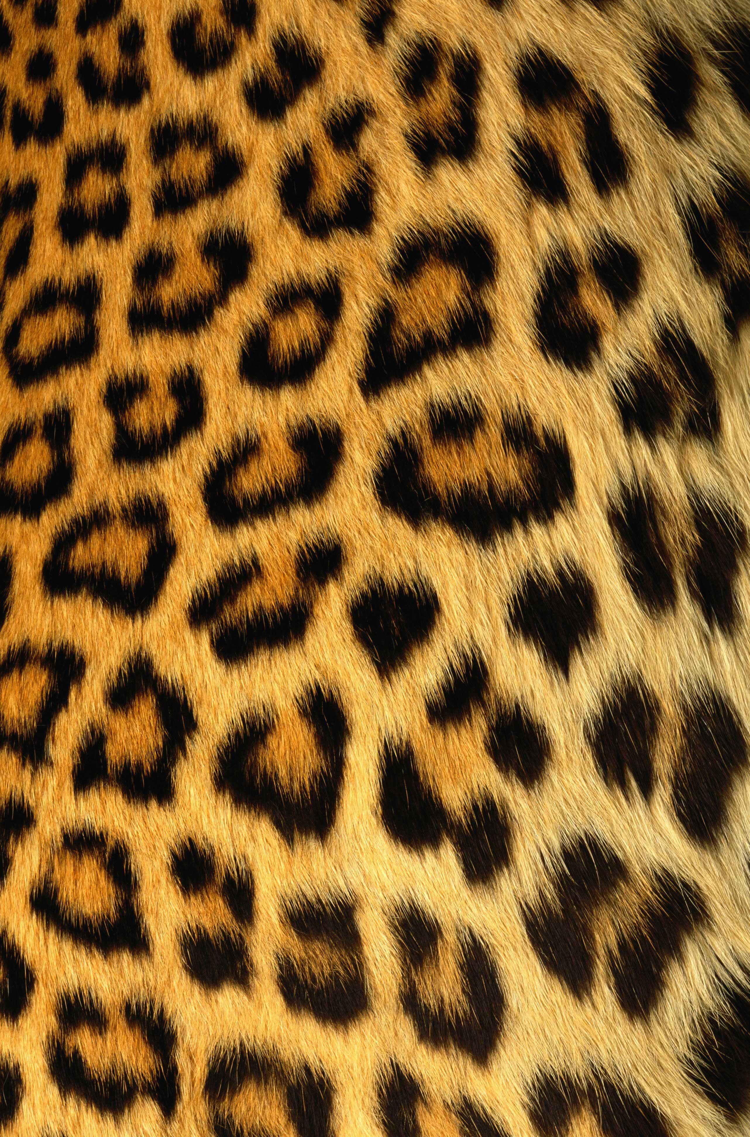 2564x3884 animal skin texture. Supreme wallpaper, Supreme wallpaper hd, Supreme