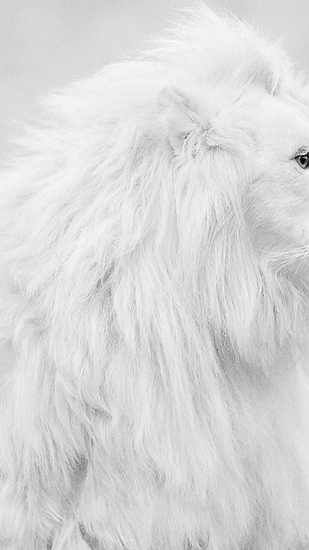 Fur iPhone Wallpapers Top Free Fur iPhone Backgrounds WallpaperAccess