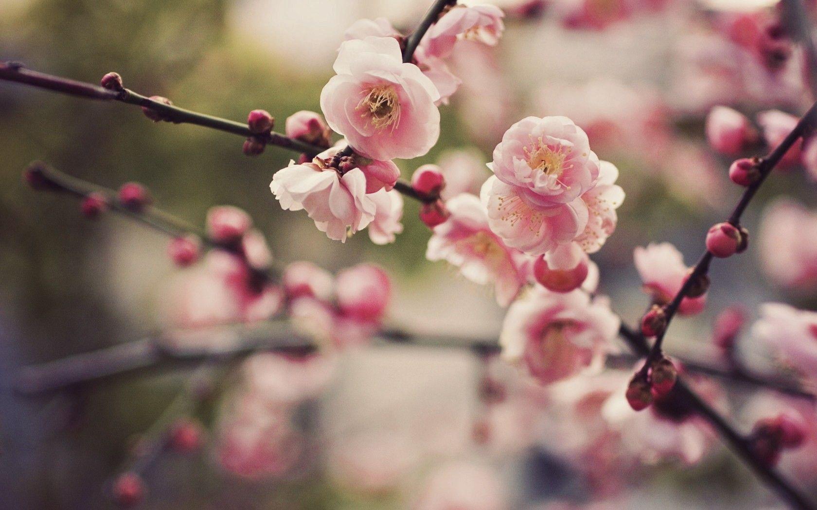 1680x1050 Cherry Blossom Tree Wallpaper