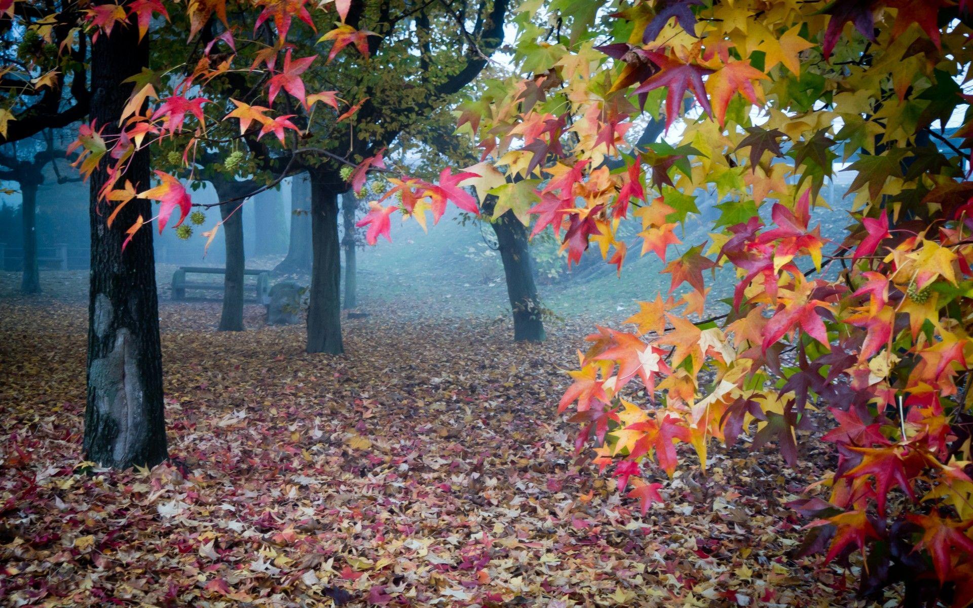 1920x1200 Landscapes trees park bench autumn fall wallpaperx1200