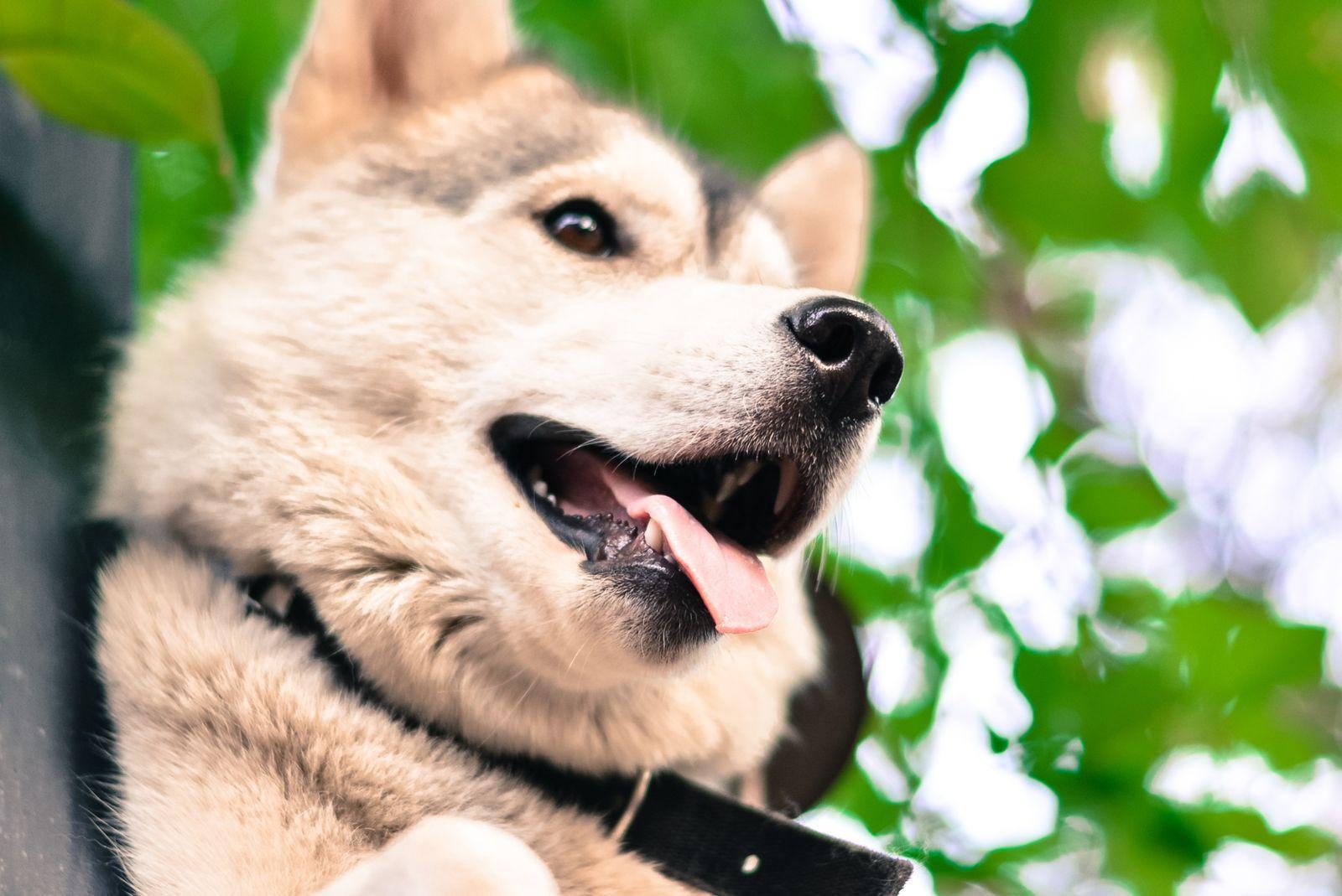 1600x1069 Animal Pet Cute Dog Fur Wallpaper.com. Best High Quality Wallpaper