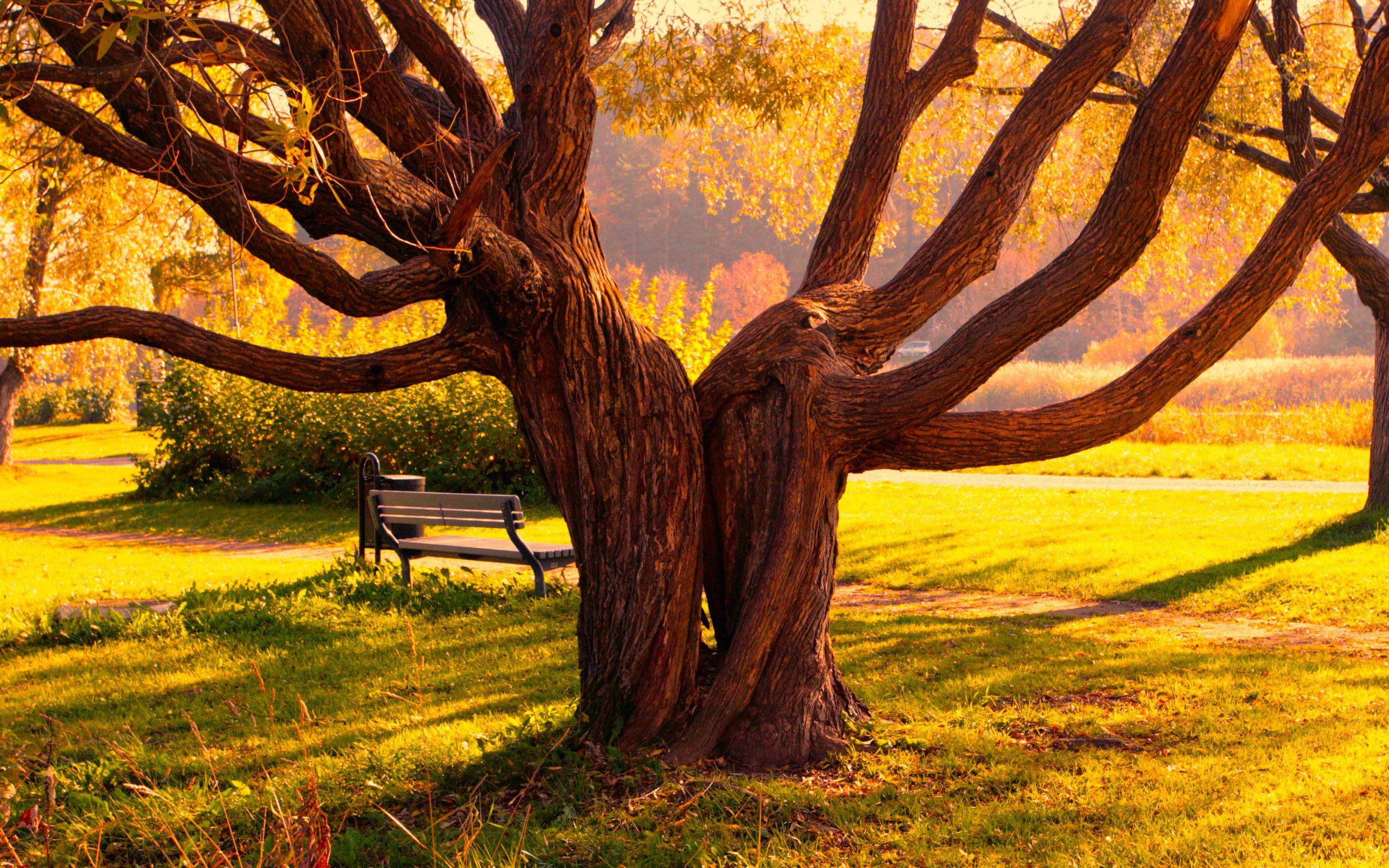 2560x1600 Park Bench Wallpaper 44609 2560x1600px