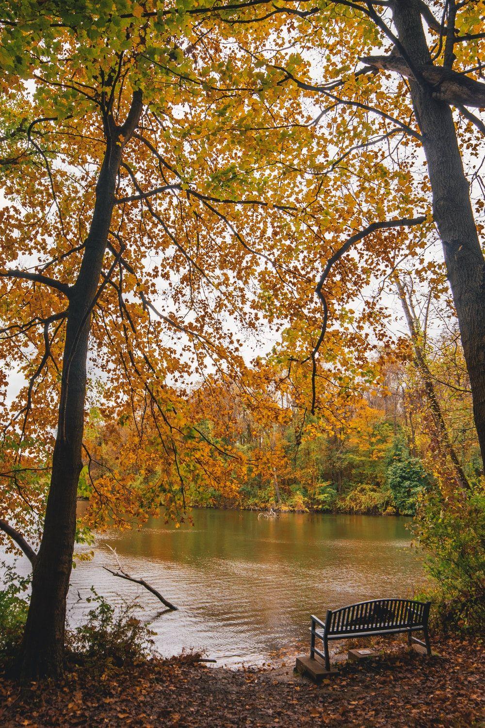 1000x1500 Bench Picture [HD]. Download Free Image