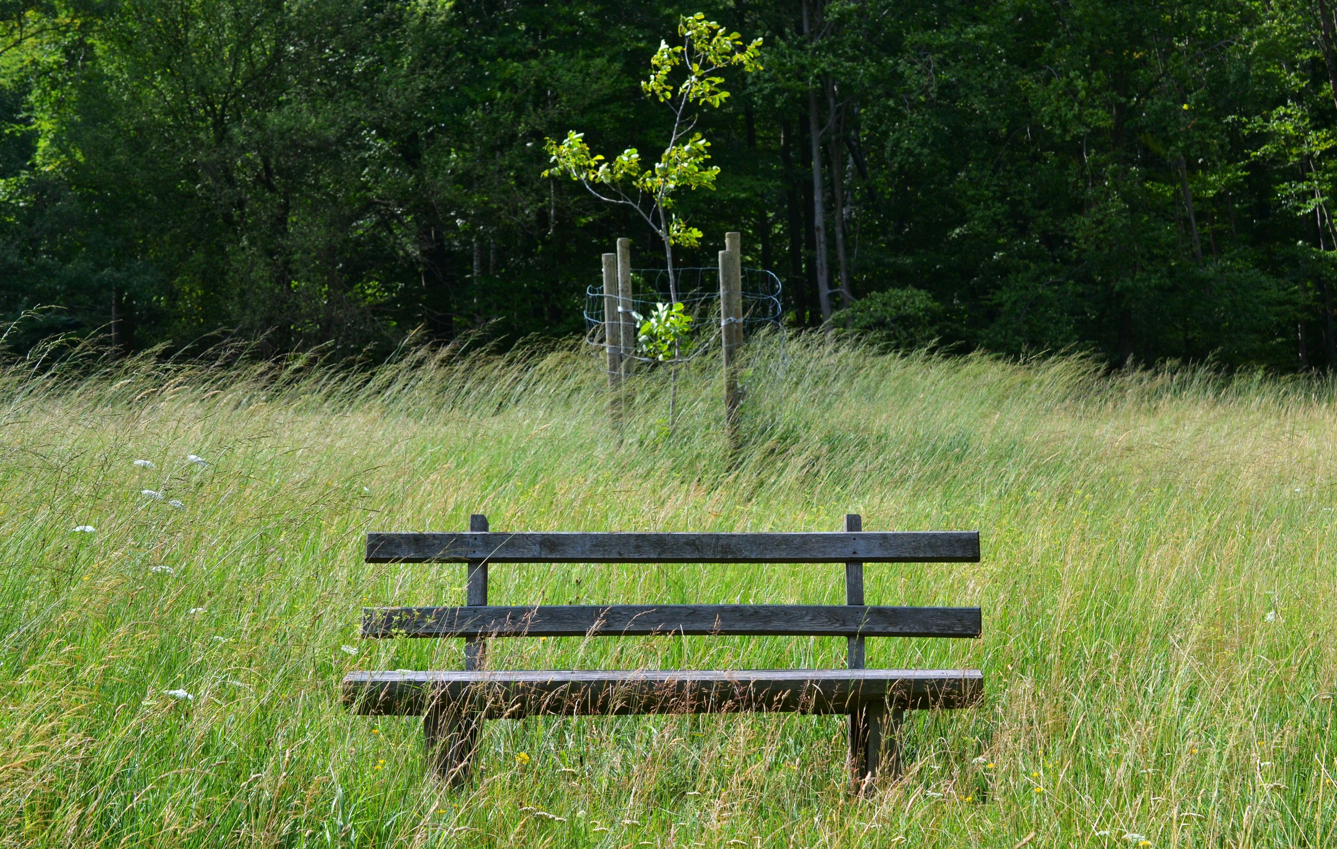 4448x2826 brown wooden park bench free image