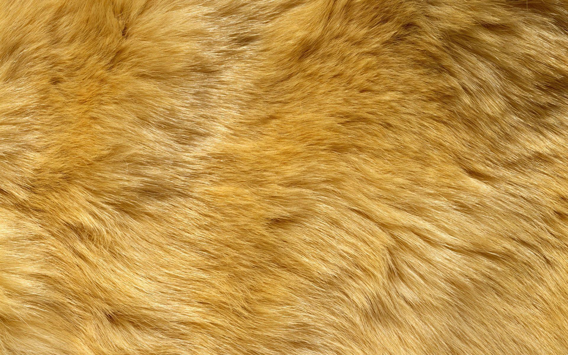 1920x1200 Animal Fur Texture (1920×1200). Fur textures, Animal print texture, Texture