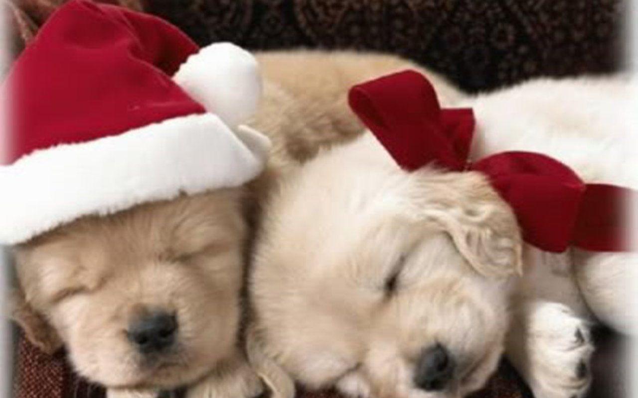 1280x800 Puppy Dog Cute Wallpaper : Apps & Games