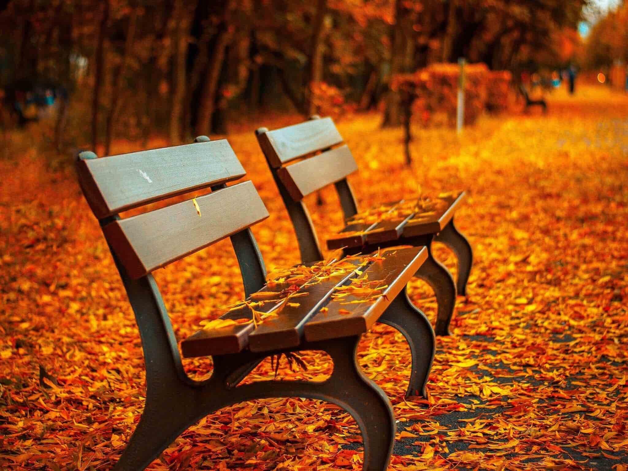 2048x1536 Autumn Park Benches Wallpaper