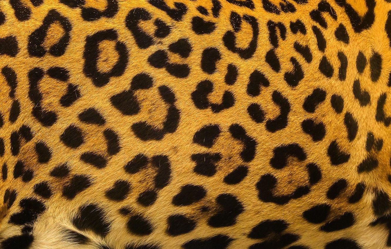 1332x850 Wallpaper background, leopard, skin, fur, leopard, texture, fur, skin image for desktop, section текстуры