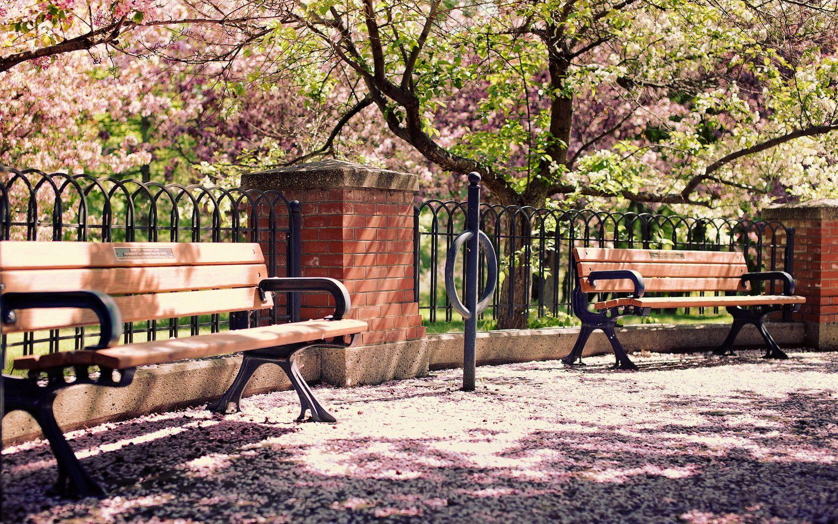 1680x1050 Wallpaper park, bench, garden, lilac, tree desktop wallpaper Other