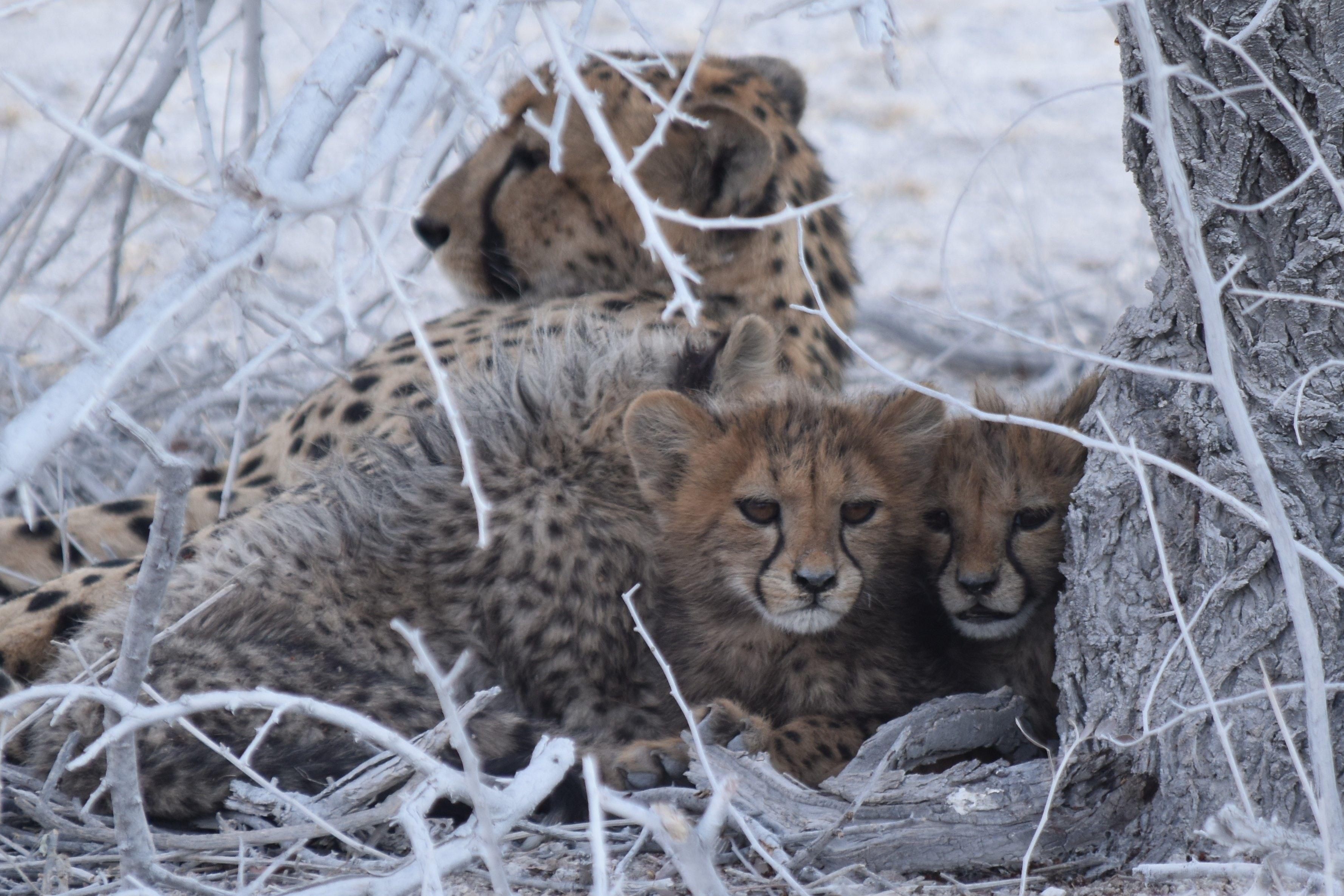 3557x2371 Cheetah 4K wallpaper for your desktop or mobile screen free and easy to download