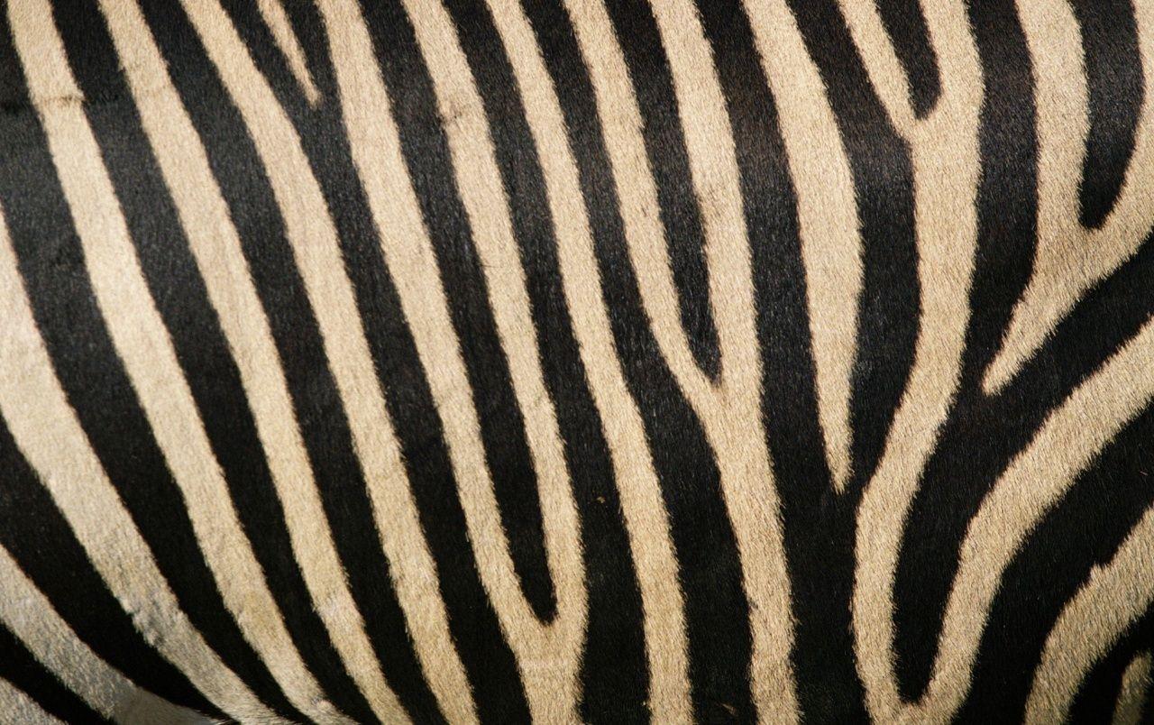 1280x804 Zebra stripes wallpaper. Zebra stripes