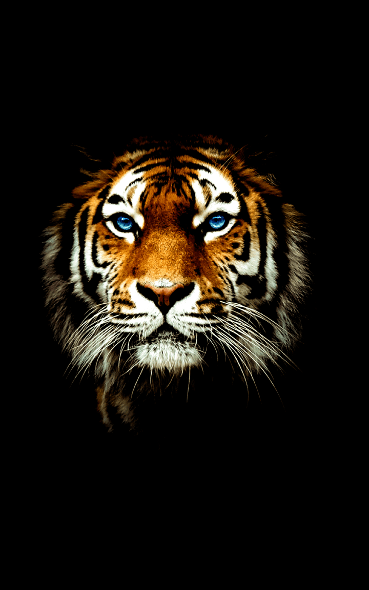 720x1152 Tiger Wallpaper 4k Cool Tiger Wallpaper for Android. Tiger wallpaper, Tiger wallpaper iphone, Tiger picture