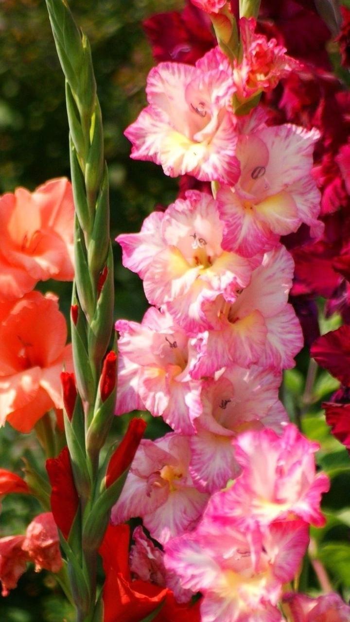 720x1280 Gladiolus Flower Wallpaper for Android