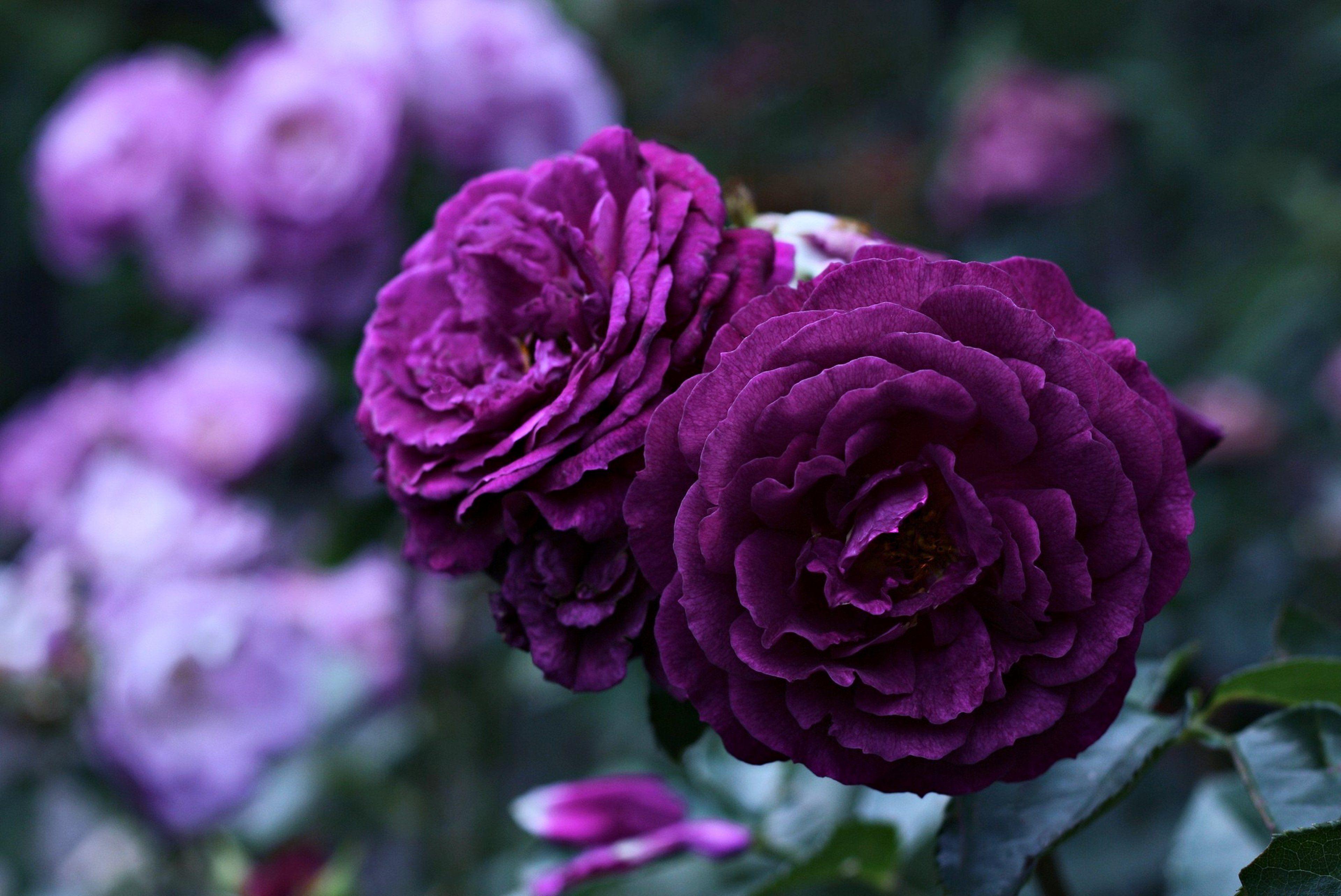 3840x2567 flower, , Life, , Love, , Rose, , Purple, , Violet Wallpaper HD / Desktop and Mobile Background