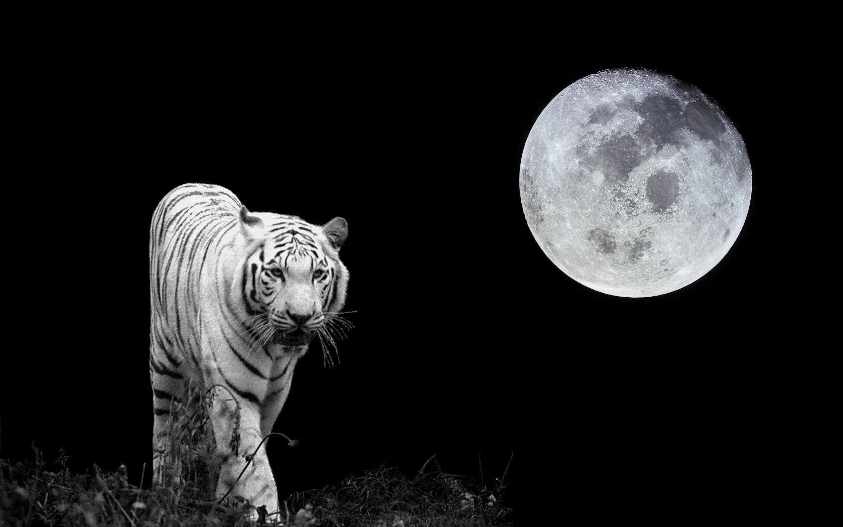1680x1050 tiger moon Tiger Wallpaper