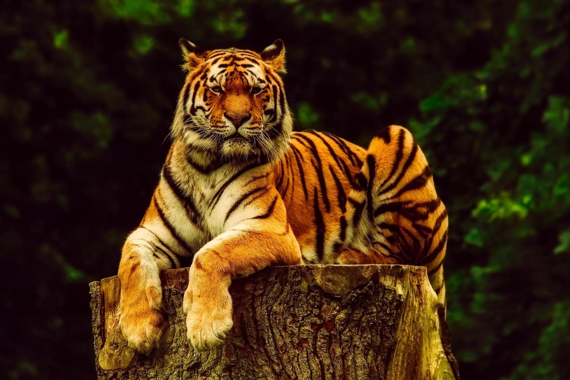 1920x1279 Ways Tigers Are Used as Symbols