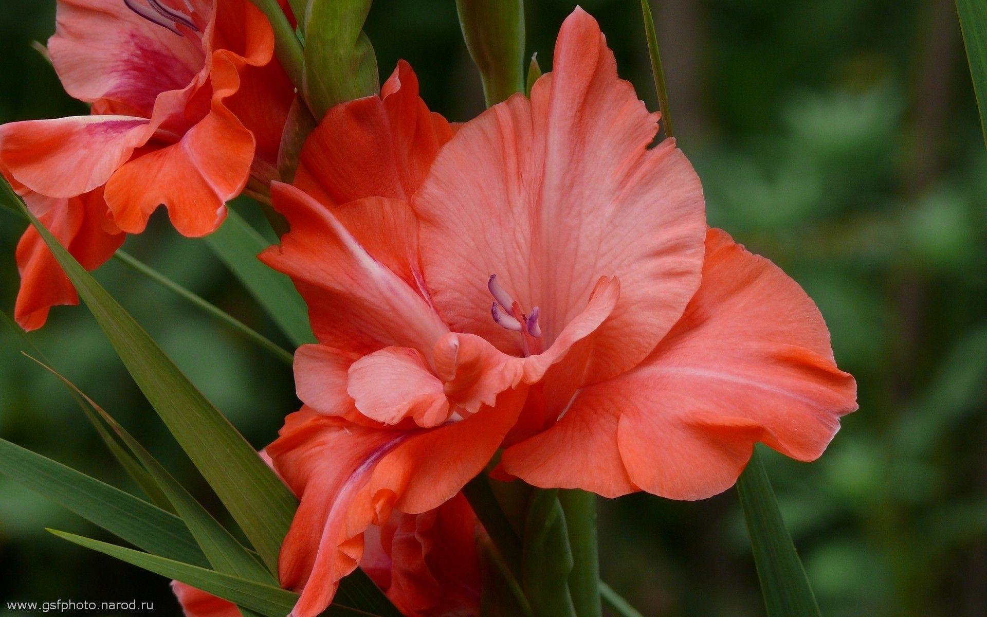 1920x1200 image Flowers gladiolus