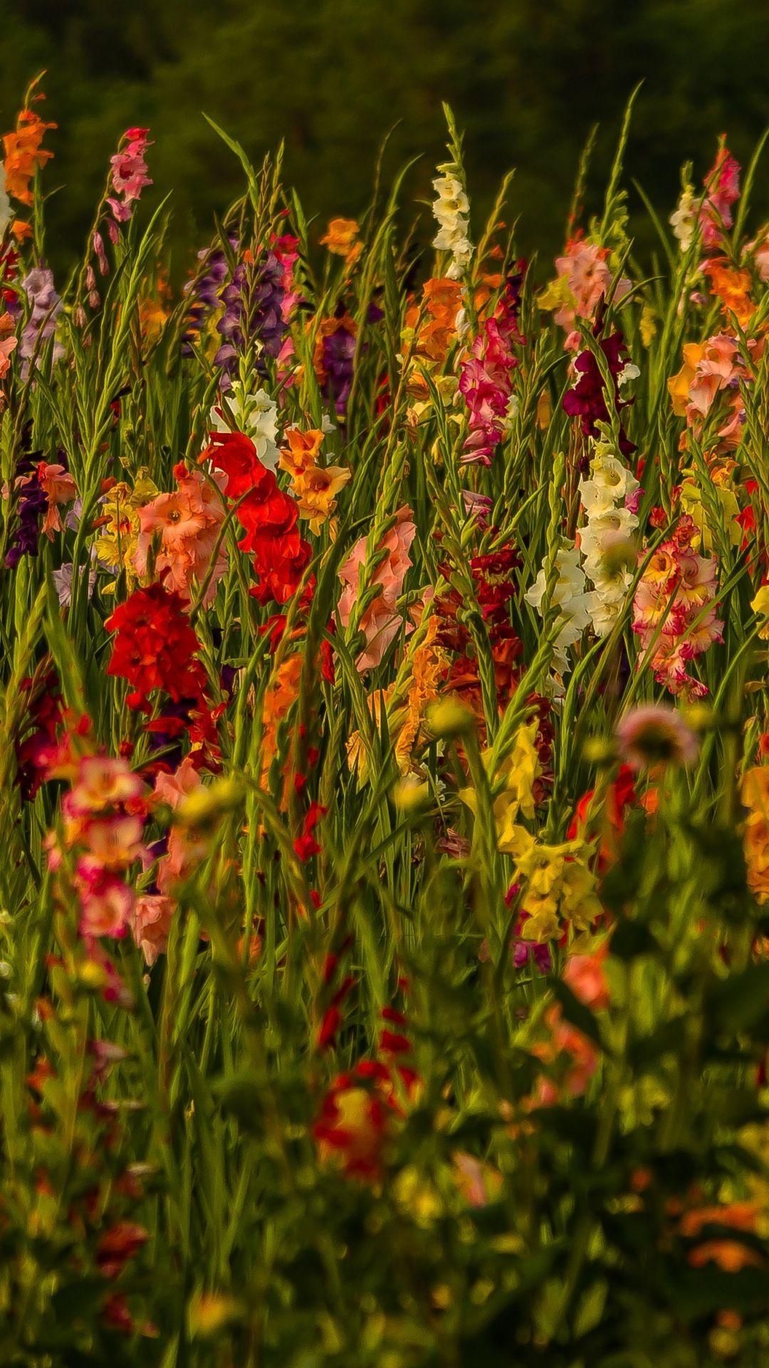 1080x1920 Earth / Gladiolus (1080x1920) Mobile Wallpaper. Gladiolus, Flowers, Gladiolus flower