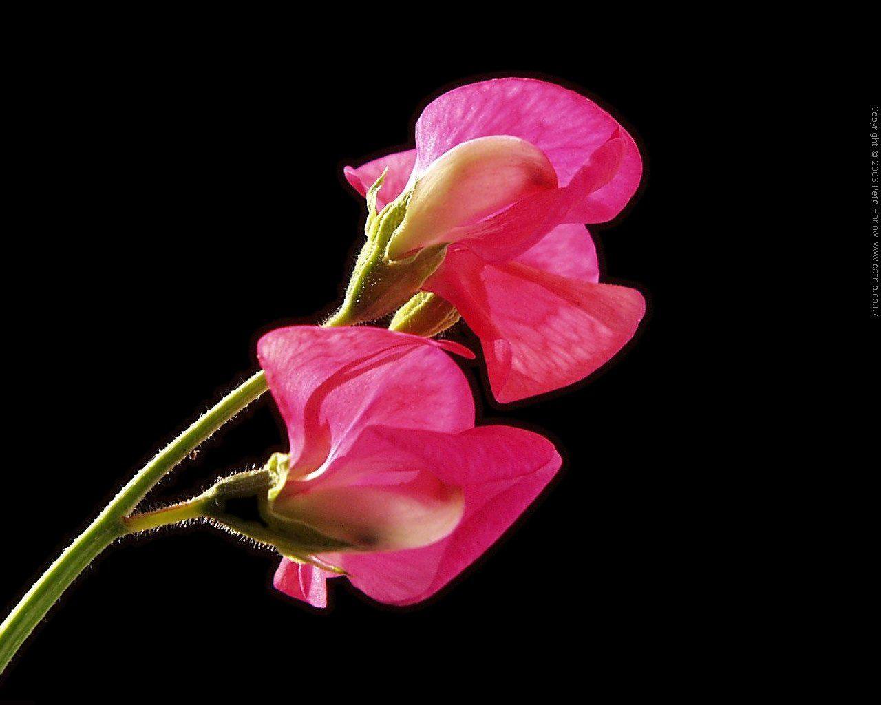 1280x1024 Amazing Flower: Gladiolus Flower Wallpaper