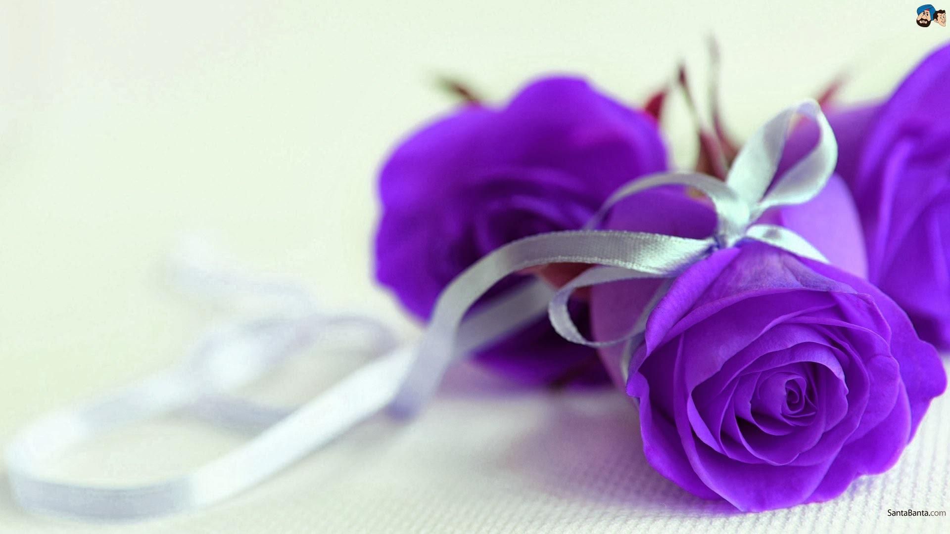 1920x1080 Purple Rose Wallpaper For Desktop (1920x1080)
