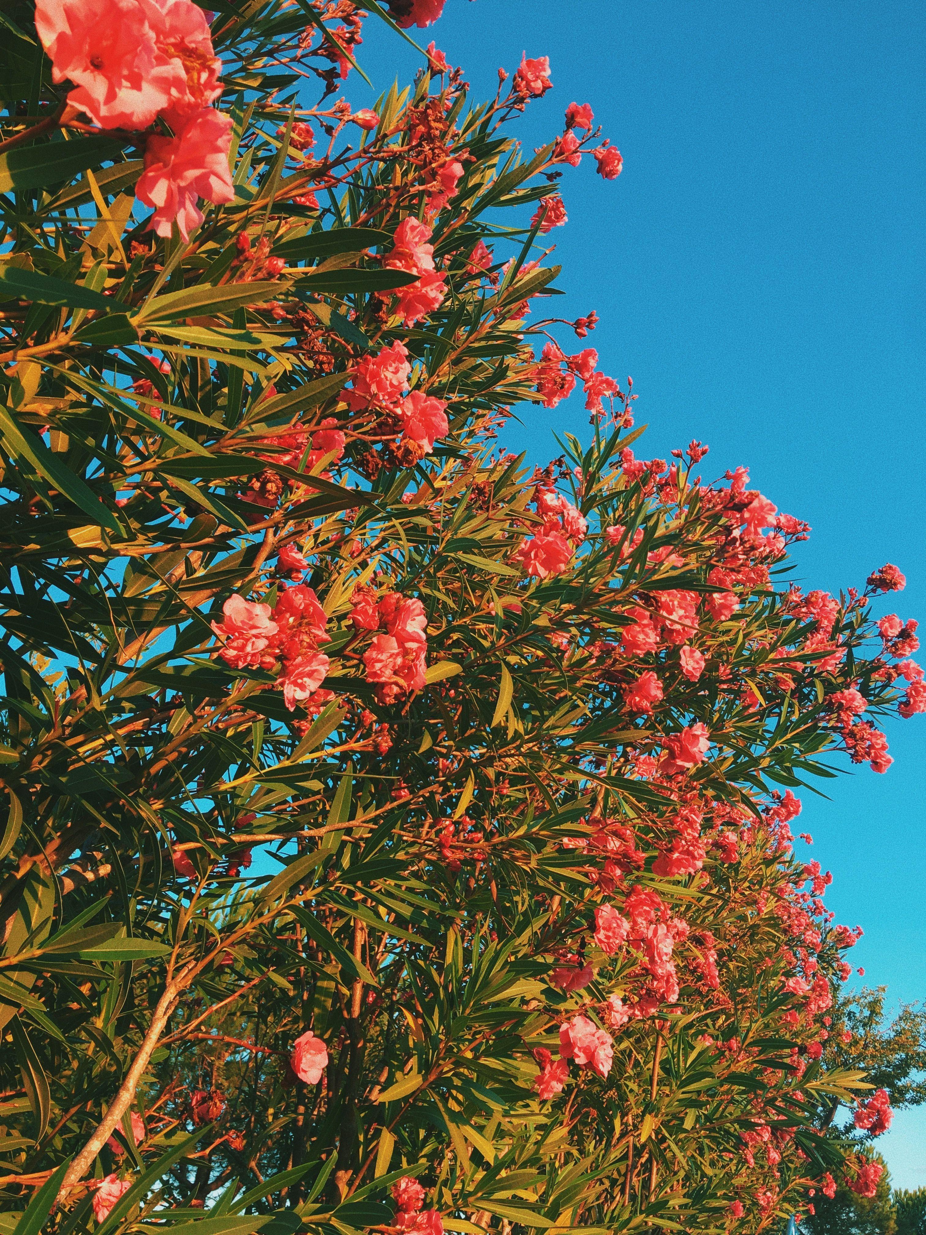 3024x4032 wallpaper #flowers #iphonewallpaper #tumblr. Aesthetic iphone wallpaper, Flower wallpaper, Flowers