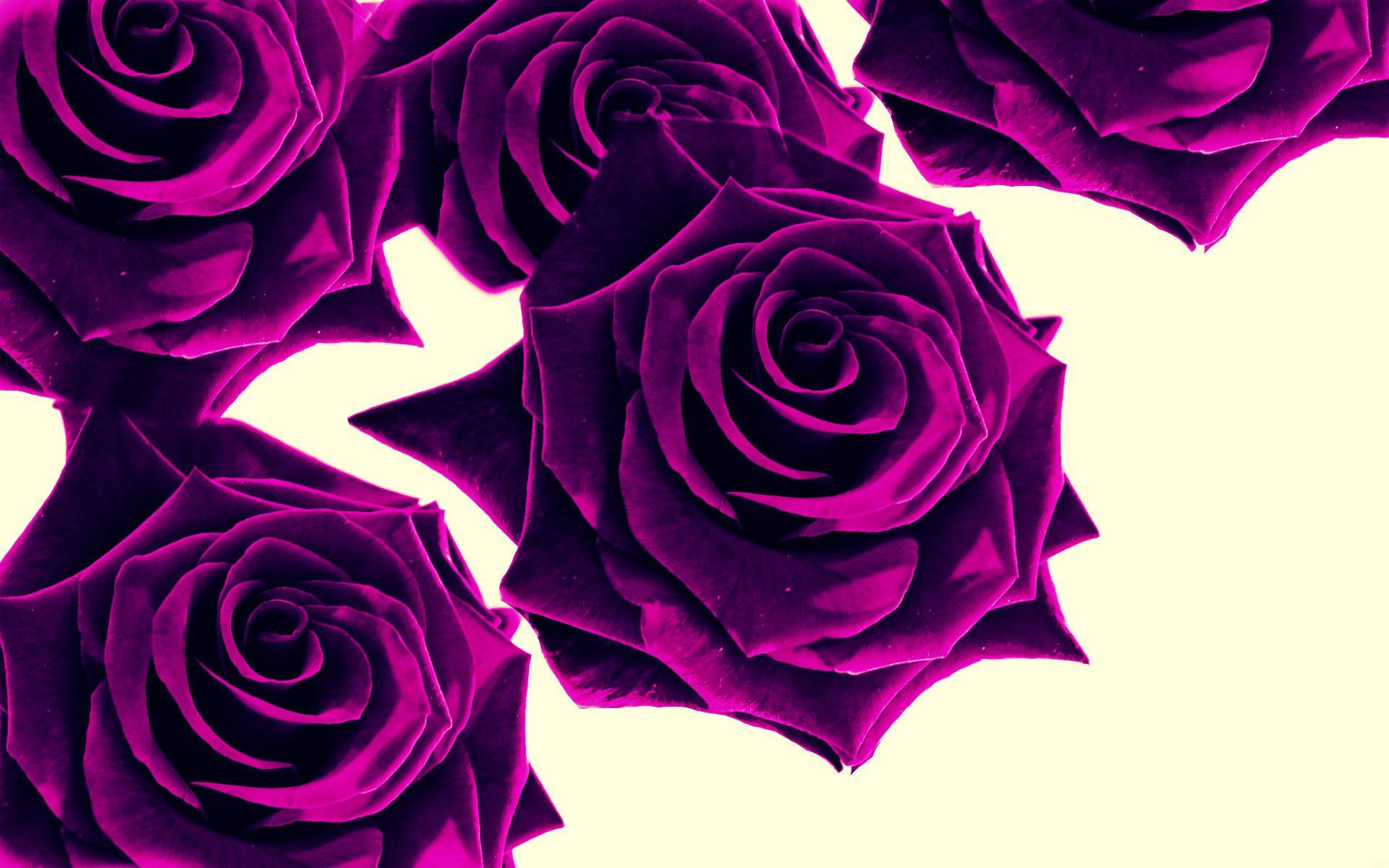 1920x1200 Purple Roses Wallpaper, High Definition, High Quality, Widescreen
