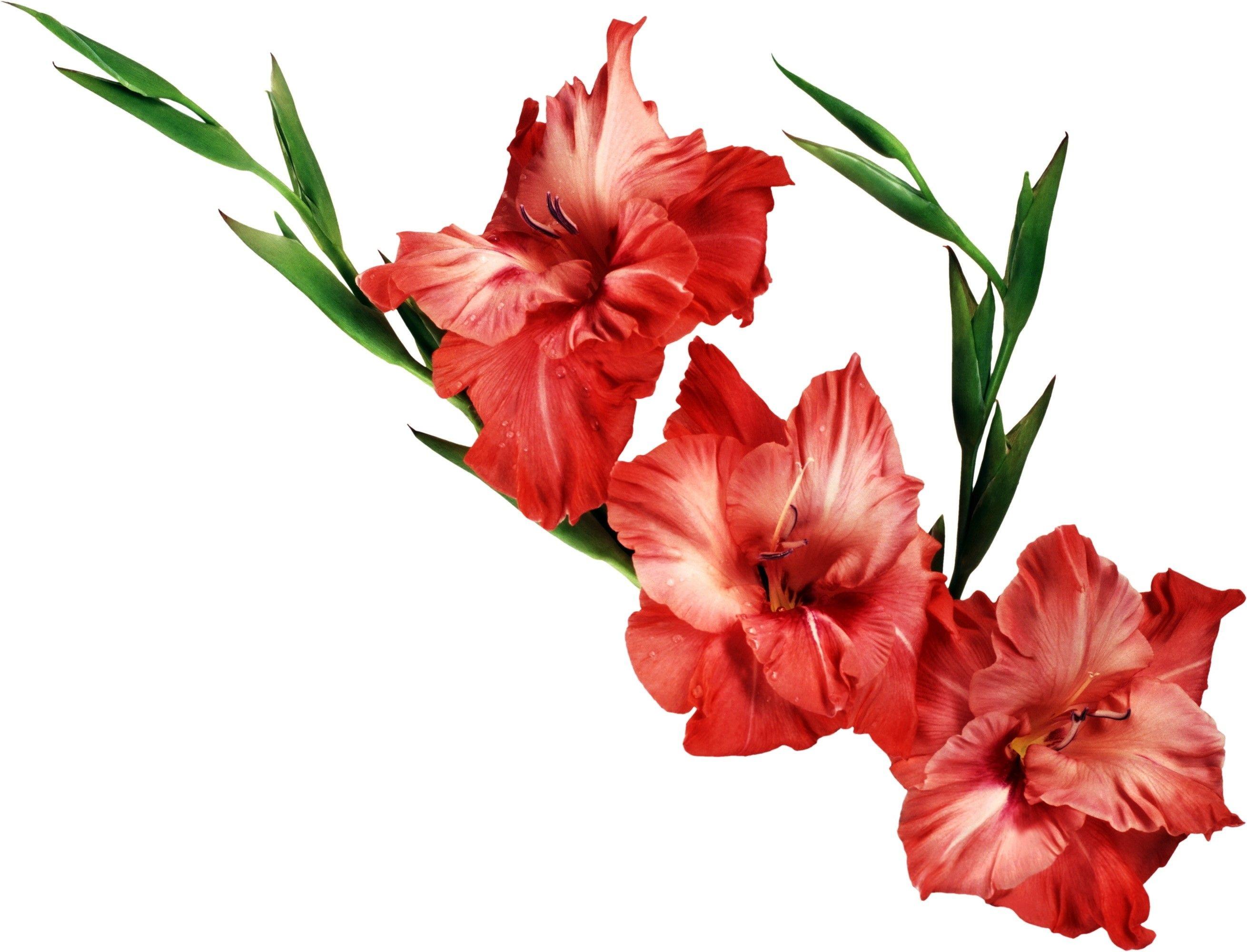 2620x2000 Wallpaper for Gladiolus theme, Gladiolus HD wallpaper, background