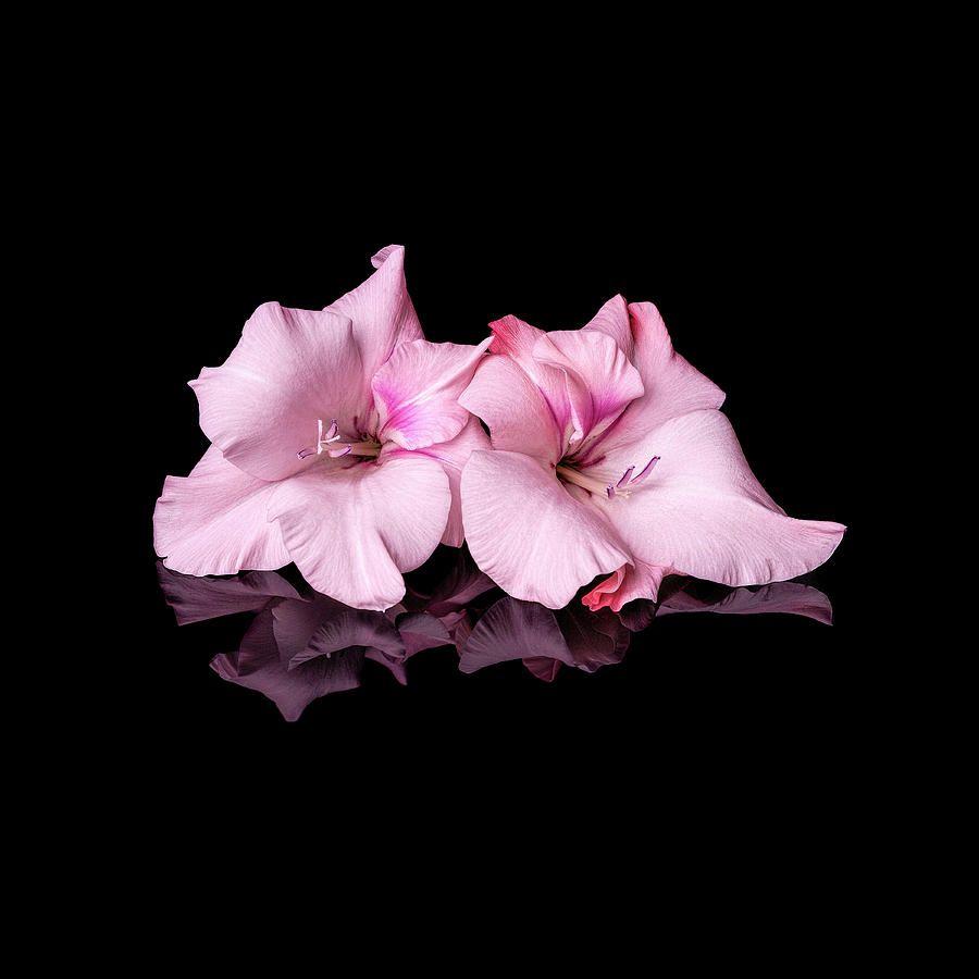 900x900 Pair Of Gladioli. Flores, Fondos de pantalla, Fondos