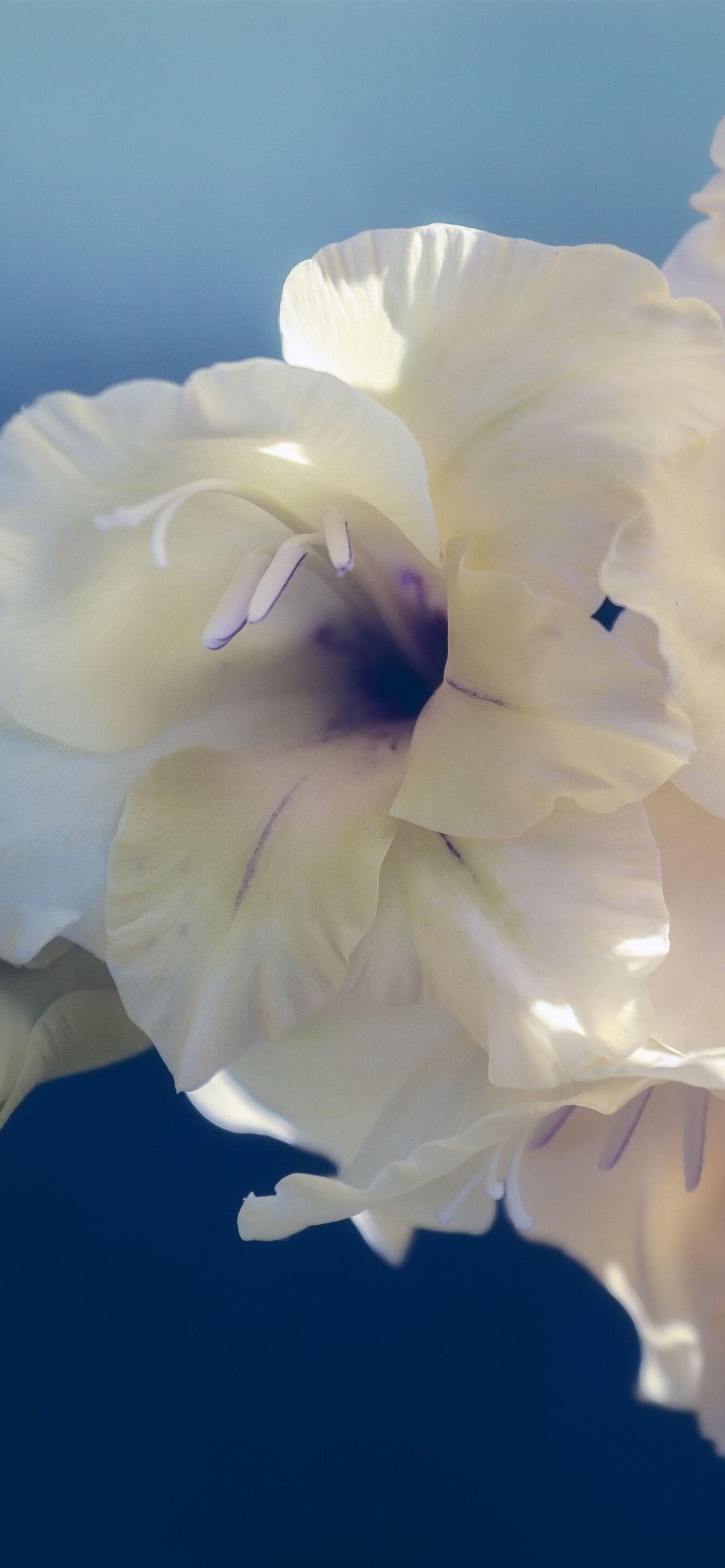 1242x2688 Wallpaper White Gladiolus Flowers Close Up 3840x2160 UHD 4K Picture, Image