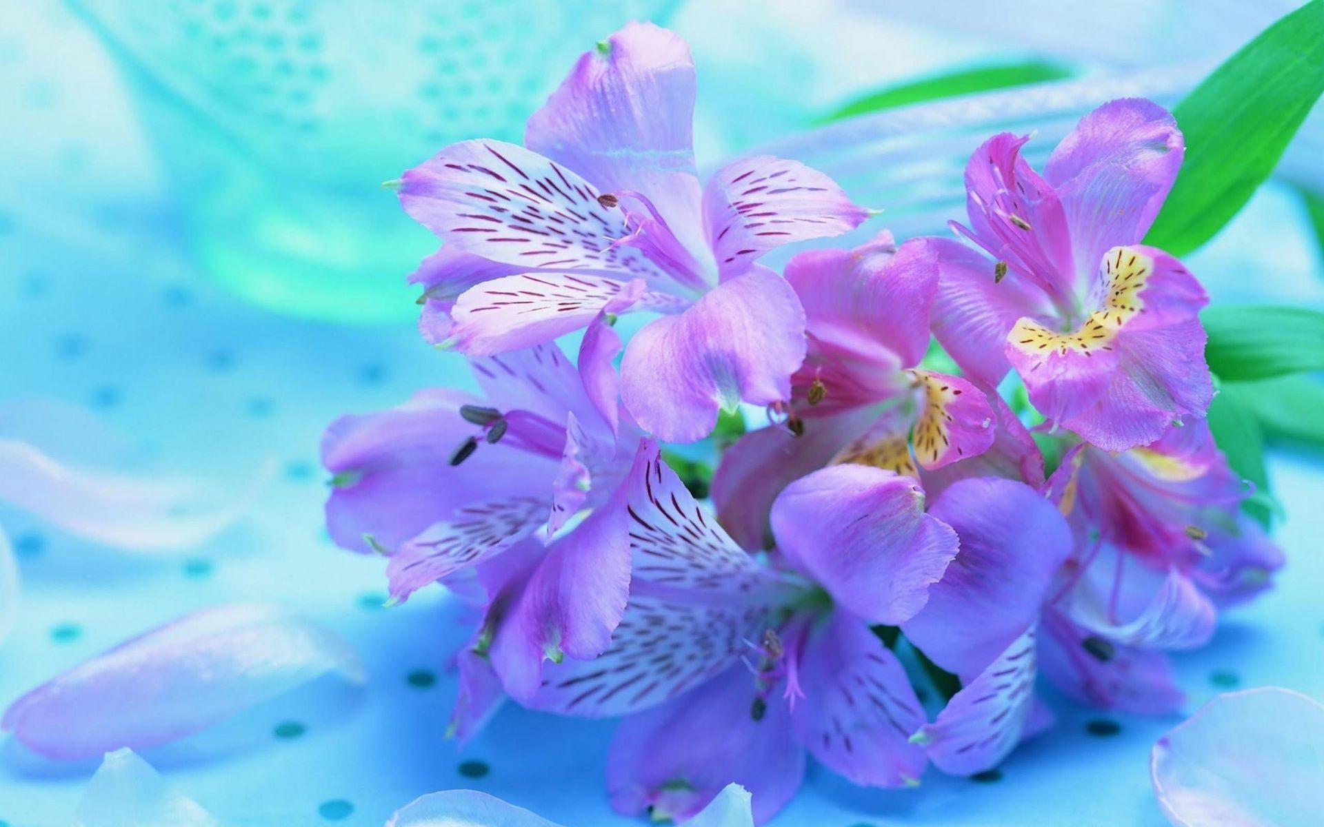 1920x1200 Pretty Flowers Wallpaper