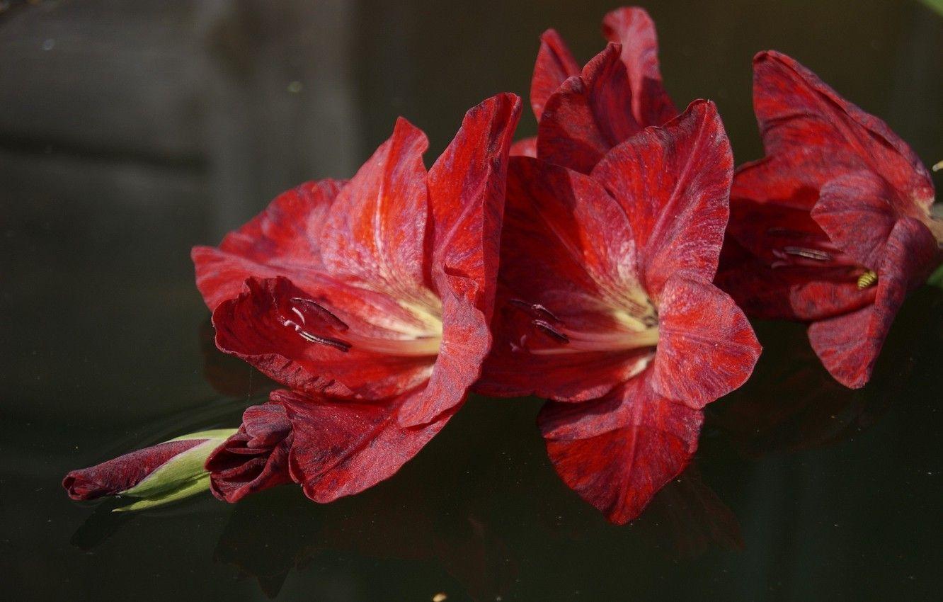 1332x850 Wallpaper flowers, red, gladiolus, gladiolus image for desktop, section цветы