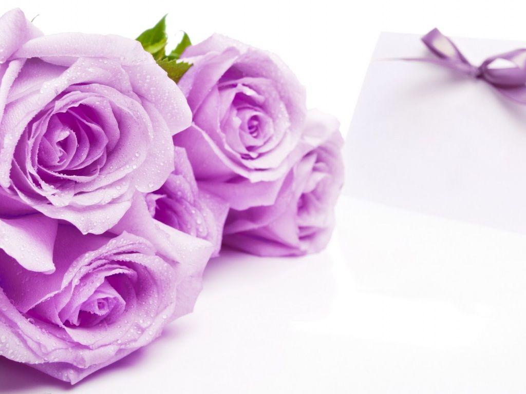 1024x768 Violet Rose Background
