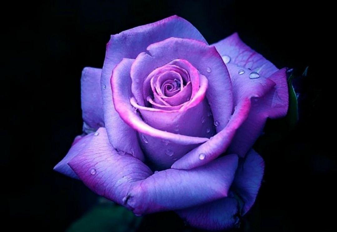 Violet Rose Wallpapers - Top Free Violet Rose Backgrounds - WallpaperAccess