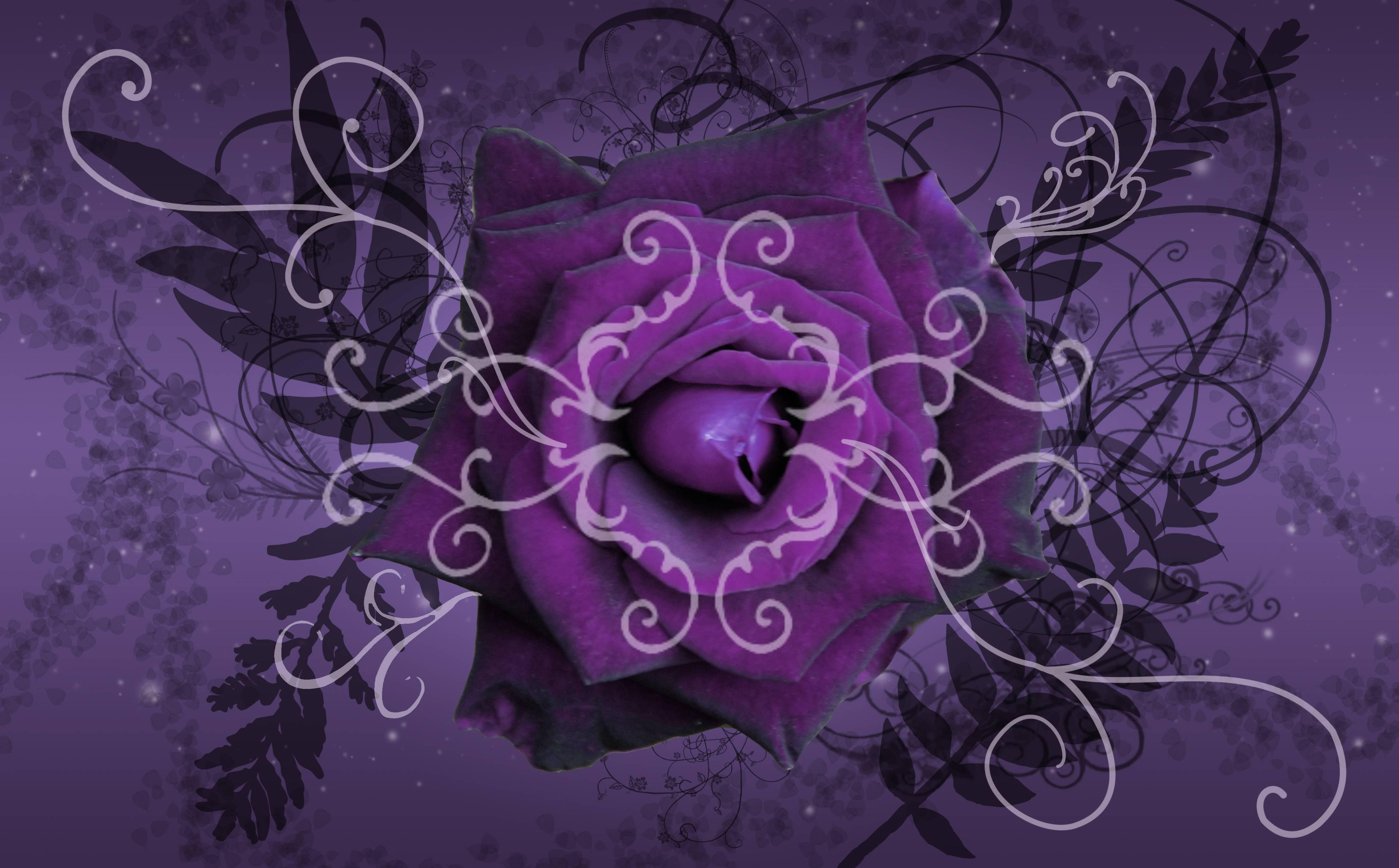 4350x2700 Wallpaper Purple Rose Image