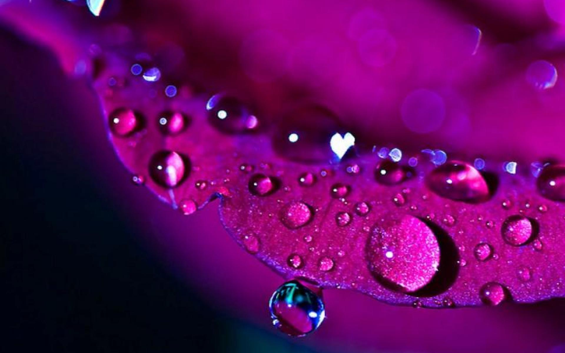 1920x1200 Free download Purple Rose Wallpaper Wallpaper High Definition High Quality [1920x1200] for your Desktop, Mobile & Tablet. Explore Purple Rose Wallpaper Desktop. Purple HD Wallpaper, Free Wallpaper of Purple