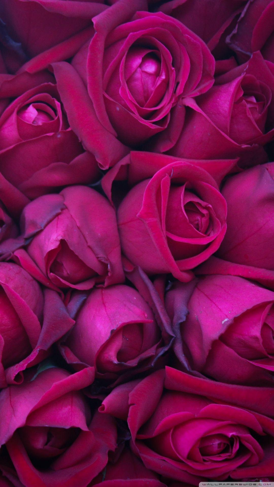 1080x1920 Violet rose, iPhone, Desktop HD Background / Wallpaper (1080p, 4k) (1440x2560) (2020)