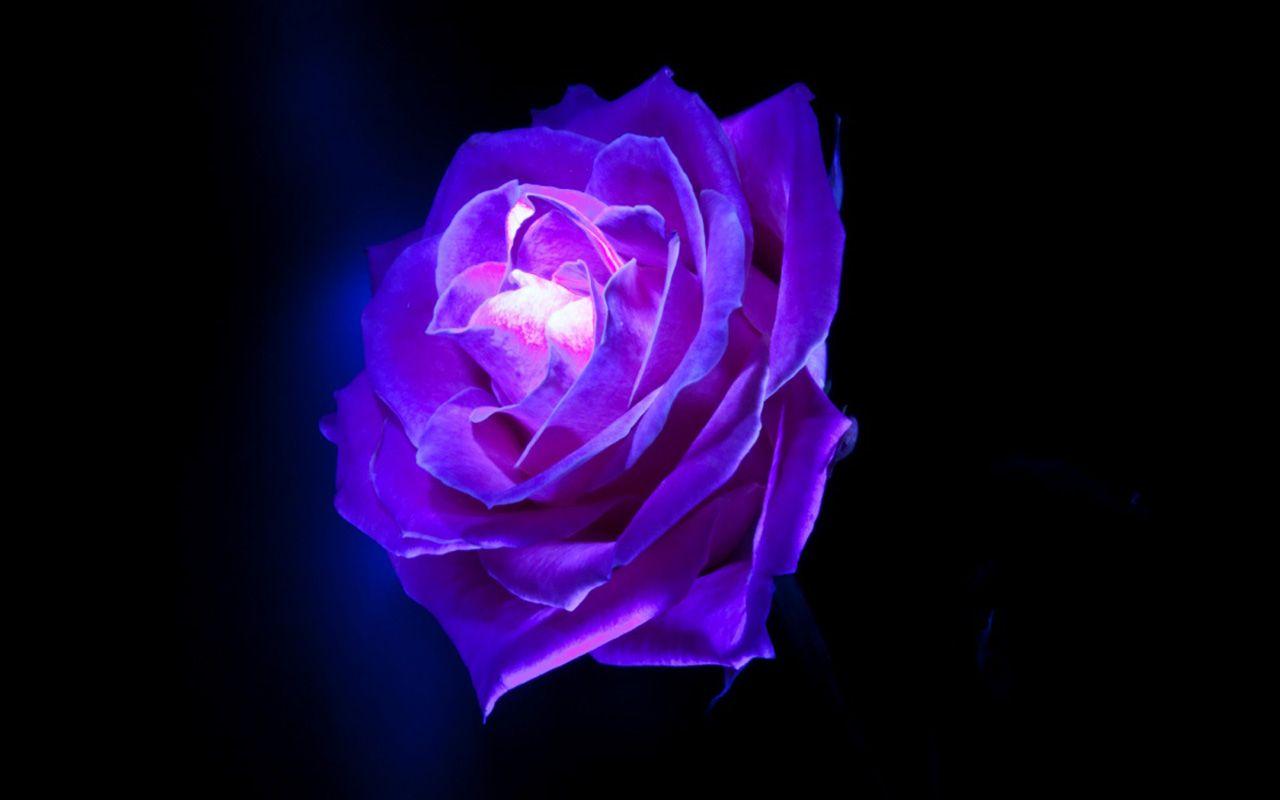 1280x800 Purple Rose Flowers