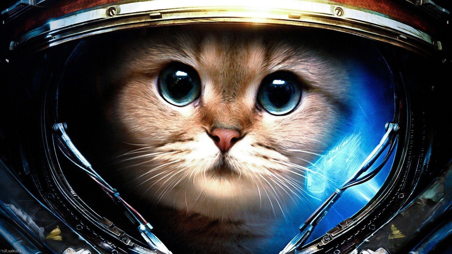 1920x1080 Cat animals space