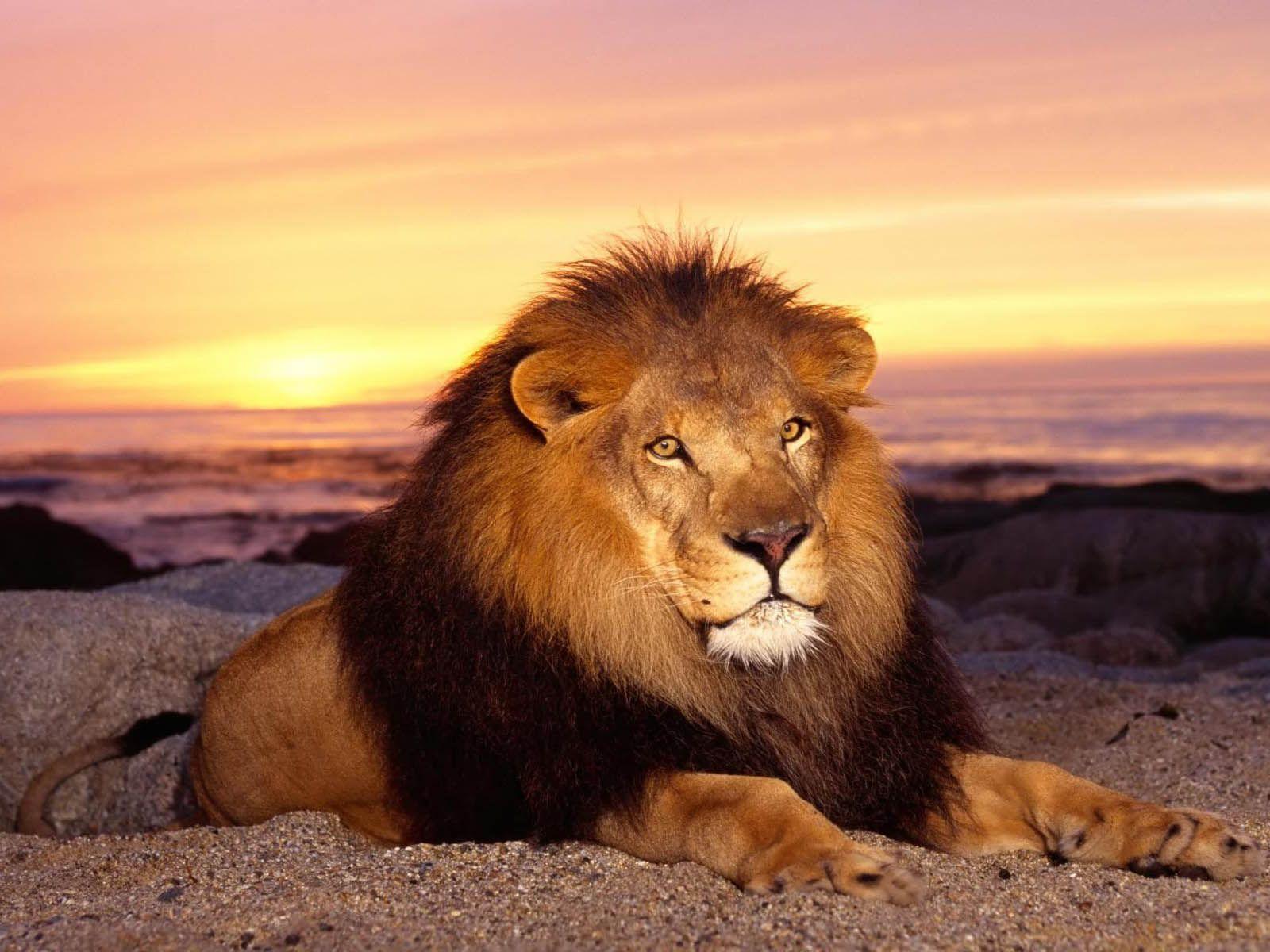 1600x1200 Tag: Male Lion Wallpaper, Background, Photo, Picture, and Image for free You are watching the Male Lion Wallp. Lions photo, Fun facts about lions, Male lion