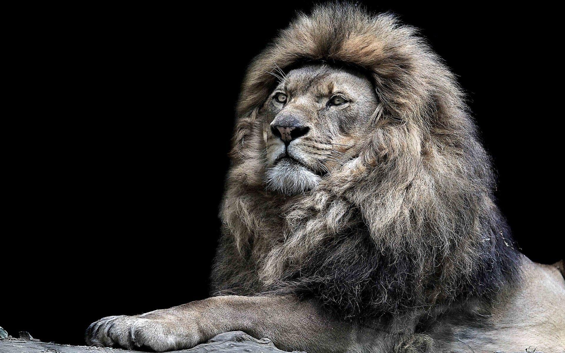 1920x1200 lions Wallpaper HD / Desktop and Mobile Background